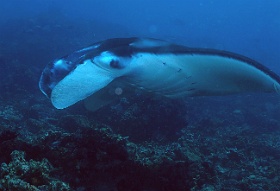 Komodo 2016 - Oceanic Manta Ray - Raie Manta Oceanique - Manta Birostris - IMG_6481_rc